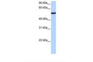Image no. 1 for anti-Chromobox Homolog 2 (CBX2) (AA 107-156) antibody (ABIN6738770) (CBX2 antibody  (AA 107-156))