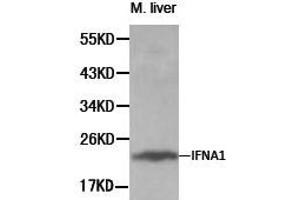 Western Blotting (WB) image for anti-Interferon, alpha 1 (IFNA1) antibody (ABIN1873146) (IFNA1 antibody)