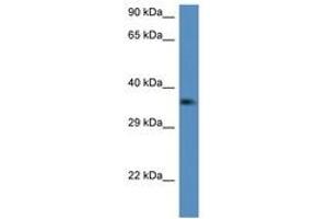 Image no. 1 for anti-C1q and Tumor Necrosis Factor Related Protein 2 (C1QTNF2) (AA 134-183) antibody (ABIN6747235) (C1QTNF2 antibody  (AA 134-183))