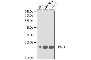 Western blot analysis of extracts of various cell lines using PARK7 Polyclonal Antibody at dilution of 1:1000. (PARK7/DJ1 antibody)