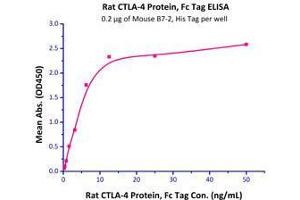 Immobilized Mouse B7-2, His Tag  with a linear range of 0. (CTLA4 Protein (AA 38-161) (Fc Tag))