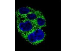 Immunofluorescence (IF) image for anti-alpha-Methylacyl-CoA Racemase (AMACR) (AA 323-351) antibody (ABIN3029920)