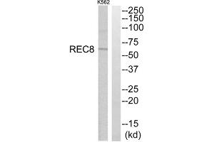Western blot analysis of extracts from K562 cells, using REC8 antibody. (REC8 antibody  (Internal Region))