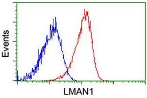 Flow cytometric Analysis of Hela cells, using anti-LMAN1 antibody (ABIN2454088), (Red), compared to a nonspecific negative control antibody, (Blue). (LMAN1 antibody)