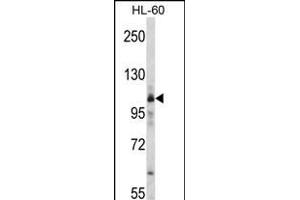 Western blot analysis of RS Antibody (C-term) (ABIN392313 and ABIN2841964) in HL-60 cell line lysates (35 μg/lane). (Mars (MARS) (AA 872-899), (C-Term) antibody)