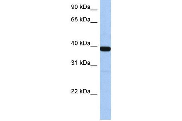 ZNF781 抗体  (N-Term)