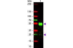 Western Blot of Goat anti-Mouse IgG Texas Red Conjugated Antibody. (Goat anti-Mouse IgG (Heavy & Light Chain) Antibody (Texas Red (TR)) - Preadsorbed)