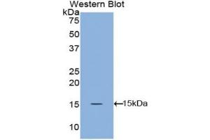 Detection of Recombinant ANGPT1, Canine using Polyclonal Antibody to Angiopoietin 1 (ANGPT1) (Angiopoietin 1 antibody  (AA 148-266))
