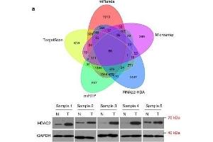 miR-500a-5p directly targets HDAC2 in CRC. (HDAC2 antibody  (C-Term))