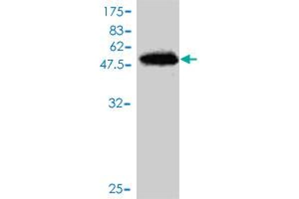 SNX10 antibody  (AA 1-201)