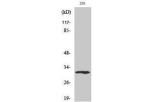 Western Blotting (WB) image for anti-X-Ray Repair Complementing Defective Repair in Chinese Hamster Cells 2 (XRCC2) (C-Term) antibody (ABIN3187507) (XRCC2 antibody  (C-Term))