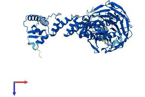 AlphaFold protein structure predicition of Human Recombinant KLHL18 Protein, UniprotID O94889