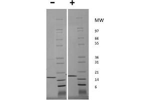 SDS-PAGE of Human Tumor Necrosis Factor alpha Recombinant Protein (Animal Free) SDS-PAGE of Human Tumor Necrosis Factor alpha Animal Free Recombinant Protein. (TNF alpha Protein)