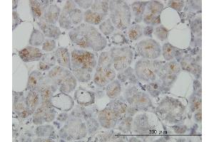 Immunoperoxidase of monoclonal antibody to TRIM35 on formalin-fixed paraffin-embedded human salivary gland. (TRIM35 antibody  (AA 394-493))