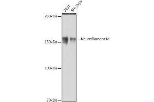 Western blot analysis of extracts of various cell lines, using Neurofilament M antibody (ABIN7268864) at 1:1000 dilution. (NEFM antibody)