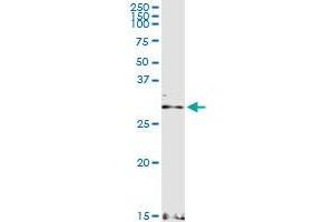 Immunoprecipitation of CACNG6 transfected lysate using anti-CACNG6 MaxPab rabbit polyclonal antibody and Protein A Magnetic Bead , and immunoblotted with CACNG6 purified MaxPab mouse polyclonal antibody (B01P) . (CACNG6 antibody  (AA 1-260))