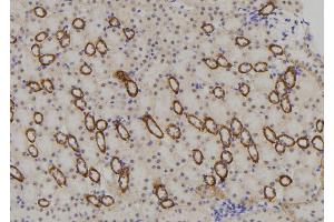 ABIN6273369 at 1/100 staining Mouse kidney tissue by IHC-P. (NBPF4 antibody)