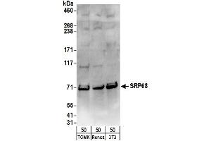 anti-Signal Recognition Particle 68kDa (SRP68) (AA 1-50) antibody