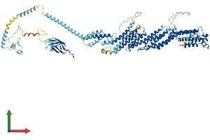 AlphaFold protein structure predicition of Mouse Recombinant Exoc2 Protein, UniprotID Q9D4H1 (EXOC2 Protein (AA 1-924) (His tag))