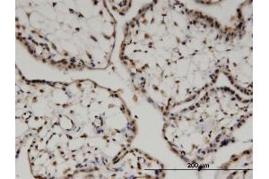 Immunoperoxidase of monoclonal antibody to FZR1 on formalin-fixed paraffin-embedded human placenta. (FZR1 antibody  (AA 1-493))