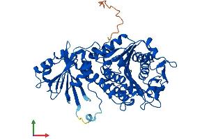 AlphaFold protein structure predicition of Mouse Recombinant Npepl1 Protein, UniprotID Q6NSR8 (NPEPL1 Protein (AA 1-524) (His tag))