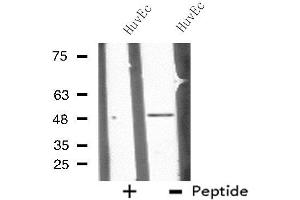 Western blot analysis of extracts from HuvEc cells, using CHST10 antibody. (CHST10 antibody  (Internal Region))