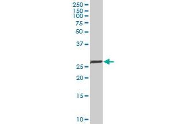 NK2 Homeobox 5 antibody  (AA 1-324)