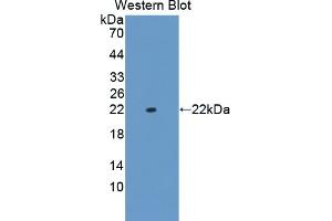 Detection of Recombinant CNPY2, Human using Polyclonal Antibody to Canopy 2 Homolog (CNPY2) (CNPY2/MSAP antibody  (AA 21-182))