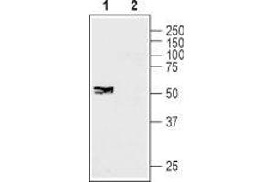 Western blot analysis of human SH-SY5Y neuroblastoma cell lysate: - 1. (GJC1 antibody  (Intracellular))