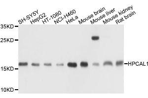 Western blot analysis of extracts of various cell lines, using HPCAL1 antibody. (HPCAL1 antibody  (AA 1-193))