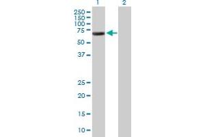 Western Blot analysis of GORASP1 expression in transfected 293T cell line by GORASP1 MaxPab polyclonal antibody. (GORASP1 antibody  (AA 1-440))