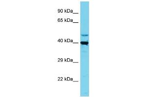 Host: Rabbit Target Name: SLC35E1 Sample Type: HepG2 Whole Cell lysates Antibody Dilution: 1. (SLC35E1 antibody  (C-Term))