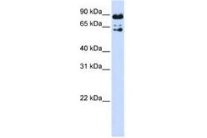 Image no. 1 for anti-Peptidylprolyl Isomerase Domain and WD Repeat Containing 1 (PPWD1) (AA 540-589) antibody (ABIN6741295) (PPWD1 antibody  (AA 540-589))