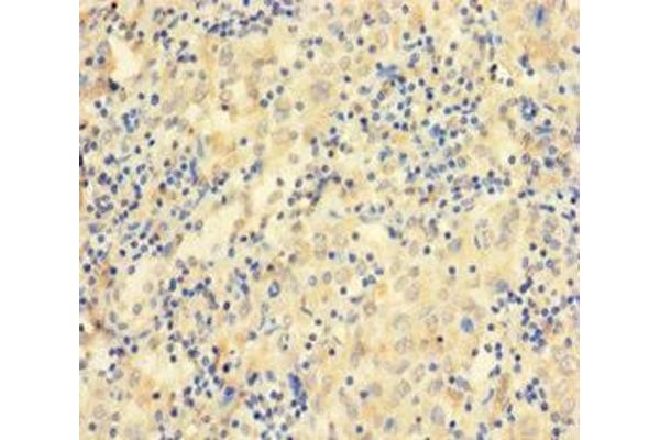 CCDC36 antibody  (AA 11-592)