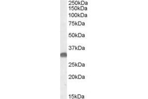 ABIN302152 (0. (OTUB1 antibody  (Internal Region))