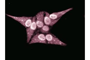 Immunofluorescent staining of HeLa cells. (RAN antibody  (AA 7-171))