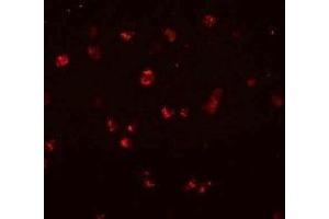 Immunofluorescence (IF) image for anti-NLR Family, CARD Domain Containing 3 (NLRC3) (Middle Region) antibody (ABIN1031024) (NLRC3 antibody  (Middle Region))