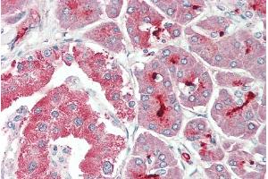 ABIN2613387 (5µg/ml) staining of paraffin embedded Human Pancreas. (ASIC1 antibody  (C-Term))
