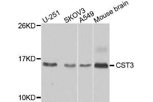 Western blot analysis of extracts of various cell lines, using CST3 antibody. (CST3 antibody  (AA 27-146))