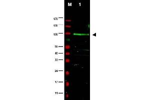 Image no. 1 for anti-F-Box Protein 9 (FBXO9) (AA 431-447) antibody (ABIN401331) (FBXO9 antibody  (AA 431-447))
