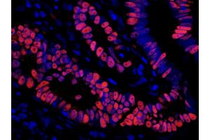 Immunofluorescence (IF) image for Rabbit anti-Mouse IgG (Heavy & Light Chain) antibody (DyLight 550) - Preadsorbed (ABIN7447077)