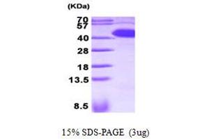 SDS-PAGE (SDS) image for serpin Peptidase Inhibitor, Clade A (Alpha-1 Antiproteinase, Antitrypsin), Member 5 (SERPINA5) (AA 20-406) protein (His tag) (ABIN667752) (SERPINA5 Protein (AA 20-406) (His tag))