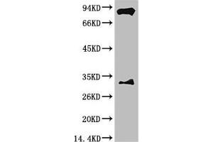 Western blot analysis of Mouse Brain Tissue with HIF-1 β/ARNT Mouse mAb diluted at 1:2,000. (ARNT antibody)