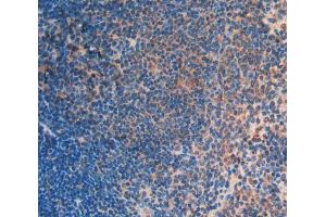 IHC-P analysis of Mouse Tissue, with DAB staining. (FLT3LG antibody  (AA 27-189))