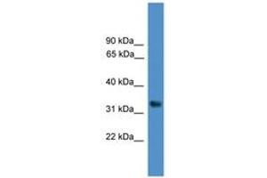 Image no. 1 for anti-WD Repeat Domain 5 (WDR5) (AA 41-90) antibody (ABIN6745448) (WDR5 antibody  (AA 41-90))
