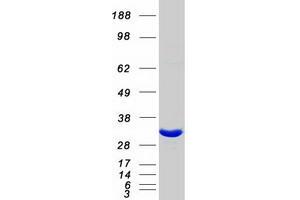 Validation with Western Blot (DCUN1D1 Protein (Myc-DYKDDDDK Tag))
