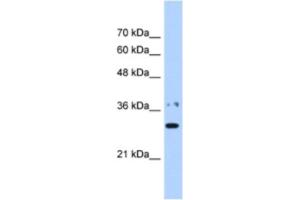 Western Blotting (WB) image for anti-Nicotinamide Nucleotide Adenylyltransferase 1 (NMNAT1) antibody (ABIN2463228) (NMNAT1 antibody)