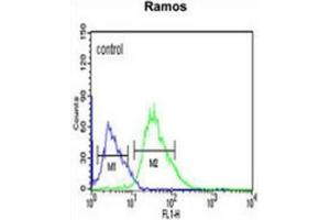 Flow cytometric analysis of Ramos cells (right histogram) compared to a negative control cell (left histogram) using PHTNS  Antibody , followed by FITC-conjugated goat-anti-rabbit secondary antibodies. (KIAA1949 antibody  (N-Term))