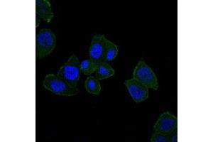 Immunofluorescence analysis of HepG2 cells using HFE monoclonal antibody, clone 3F1  (green) . (HFE antibody)