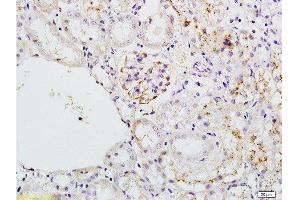 Formalin-fixed and paraffin embedded mouse kidney tissue labeled with Anti-PLAP Polyclonal Antibody, Unconjugated  at 1:200 followed by conjugation to the secondary antibody and DAB staining (ALPL antibody  (AA 52-150))